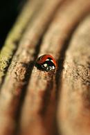 9840 7 Spot Ladybird (Coccinella 7-punctata) On Tree Growth Rings